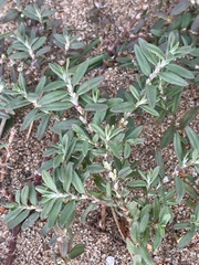 Polygonum plebeium