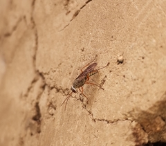 Machaerothrix salticidus