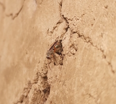 Machaerothrix salticidus