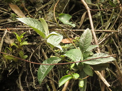 Oligactis sessiliflora