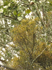 Dendrophthora clavata