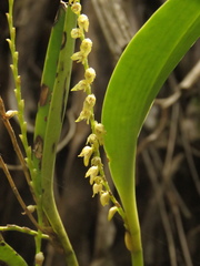 Stelis galeata