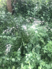 Chlorophytum saundersiae