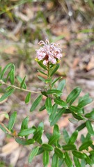 Grevillea sphacelata