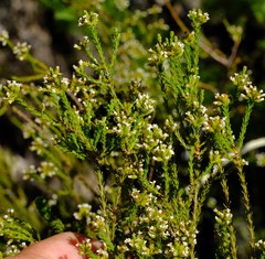Audouinia laxa