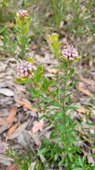 Grevillea sphacelata
