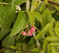 Rubus niveus