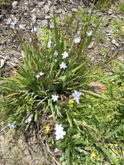 Aristea ensifolia