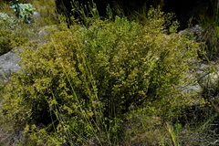 Audouinia laxa