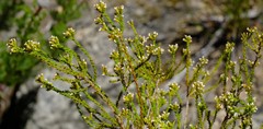 Audouinia laxa