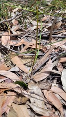 Cryptostylis subulata