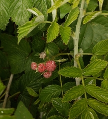 Rubus niveus