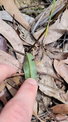 Cryptostylis subulata
