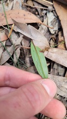 Cryptostylis subulata