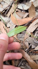 Cryptostylis subulata
