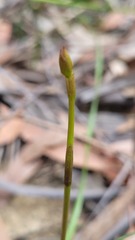 Cryptostylis subulata