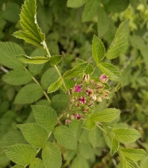 Rubus niveus
