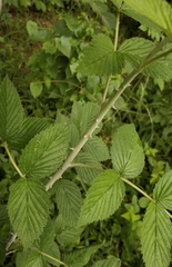 Rubus niveus