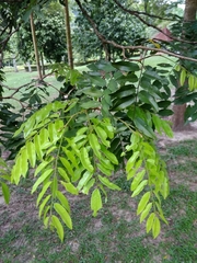 Koompassia excelsa