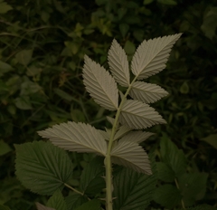 Rubus niveus
