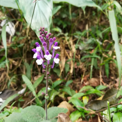 Scutellaria discolor