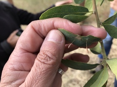 Andricus pedicellatus