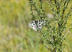 Parnassius nomion