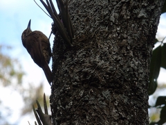 Dendrocolaptes platyrostris