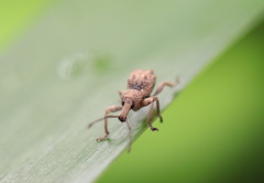 Leptopius tetraphysodes