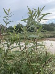 Salix mucronata woodii