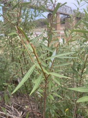 Salix mucronata woodii