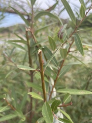 Salix mucronata woodii