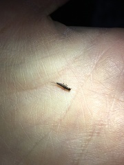Nebriinae