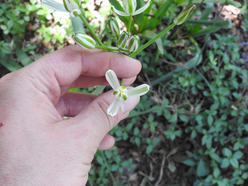 Albuca setosa