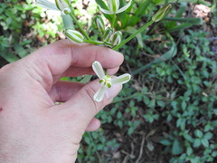 Albuca setosa