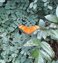 Dryas iulia alcionea