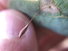 Andricus pedicellatus