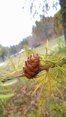 Larix decidua