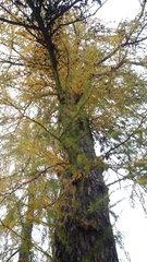 Larix decidua
