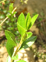 Baccharis prunifolia