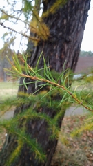 Larix decidua