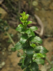 Baccharis bogotensis