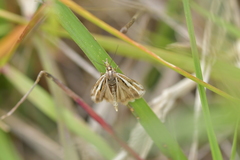 Orocrambus corruptus