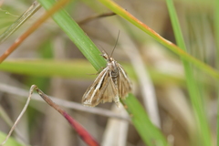 Orocrambus corruptus