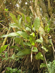 Stelis pittieri