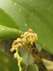 Stelis pittieri