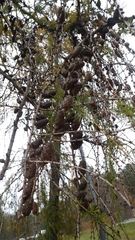 Larix decidua