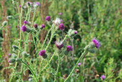 Carduus spachianus