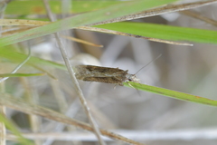 Scoparia exilis
