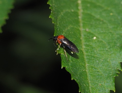 Eutomostethus ephippium vopiscus
